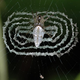 Image for article titled Ornamented Spider Webs Are Better At Luring Prey